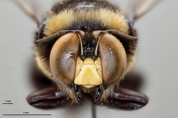 Media type: image;   Entomology 810674 Aspect: head frontal view